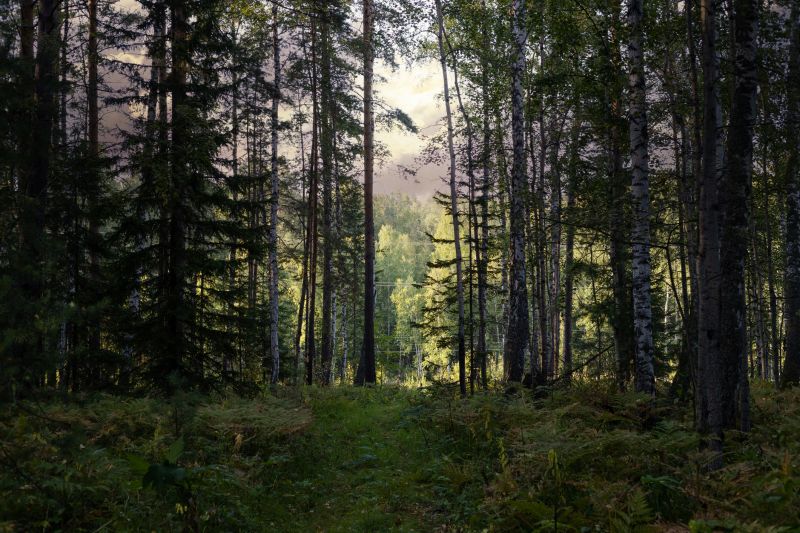 Lakefront Property Clearing in Atlanta, GA